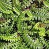fern blechnum penna marina cristate - Falkland Island Small Fern - Abriachan Nurseries